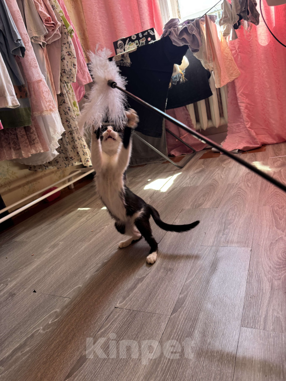 Кошки в Севастополе: марка Девочка, Бесплатно - фото 4