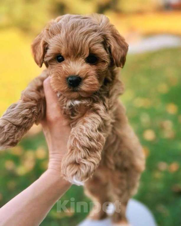 Собаки в Волгограде: Мальтипу F1, щенок Мальчик, 180 000 руб. - фото 1