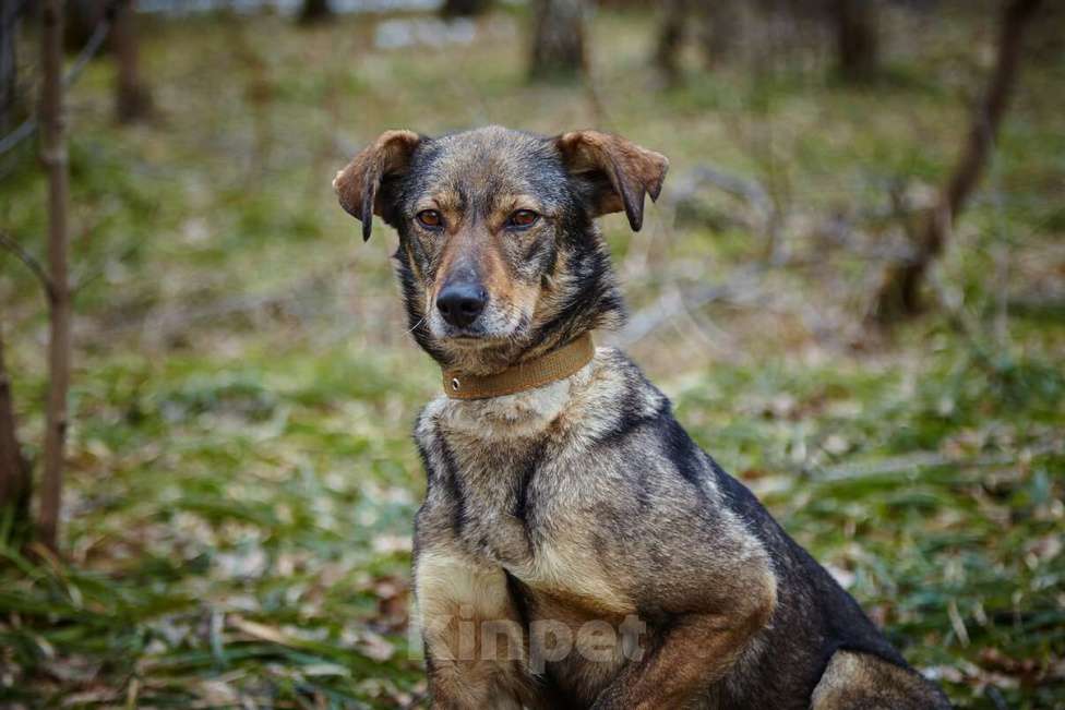 Собаки в Москве: Хильда Девочка, Бесплатно - фото 9