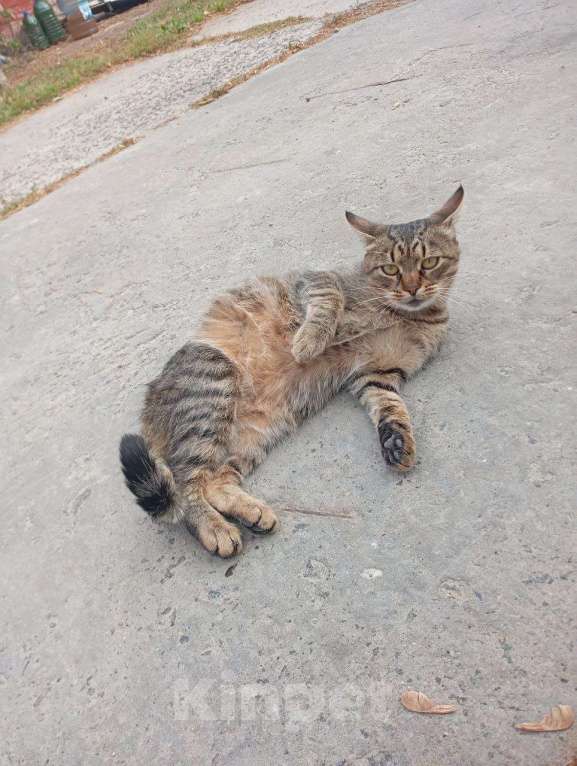 Кошки в Курске: Кот в добрые руки Мальчик, Бесплатно - фото 4