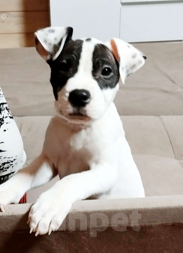 Собаки в других городах Московской области: Панда Мальчик, 20 000 руб. - фото 1