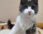 Кошки в Перми: Котенок Мейн Кун Девочка, 25 000 руб. - фото 7