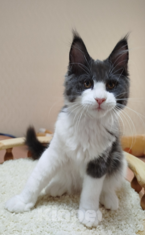 Кошки в Перми: Котенок Мейн Кун Девочка, 25 000 руб. - фото 7