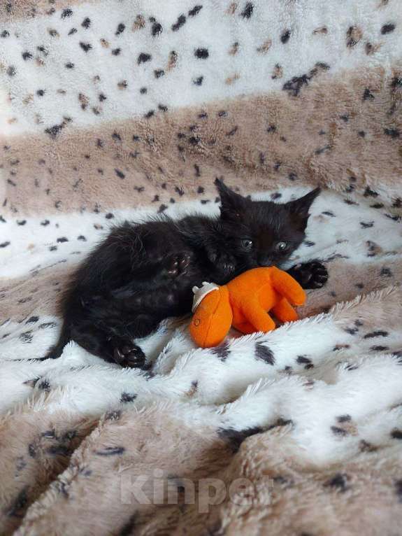 Кошки в Москве: Нежная кошечка Ночка 1,5 месяца ищет дом Девочка, Бесплатно - фото 6