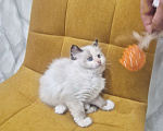 Кошки в Москве: Самый обаятельный котик Рэгдолл  Мальчик, 50 000 руб. - фото 6