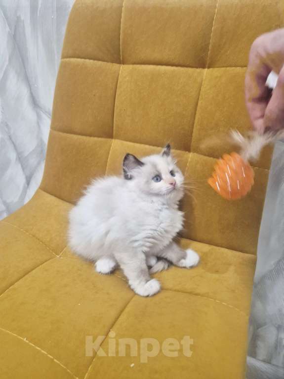 Кошки в Москве: Самый обаятельный котик Рэгдолл  Мальчик, 50 000 руб. - фото 6