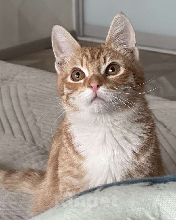 Кошки в Москве: Рыжий малыш Рудольф в добрые руки Мальчик, Бесплатно - фото 1