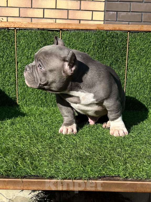Собаки в Москве: Красивые булли Мальчик, Бесплатно - фото 3
