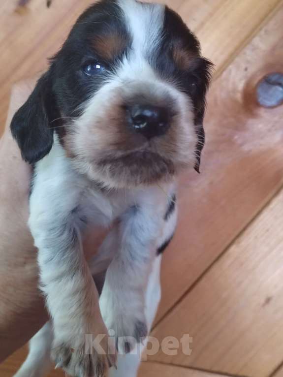 Собаки в Москве: Русский охотничий спаниель Девочка, 45 000 руб. - фото 2