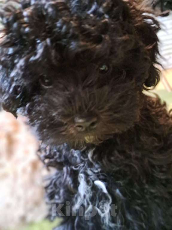 Собаки в Сочи: Синий Мальтипу f1 micro Мальчик, 150 000 руб. - фото 3