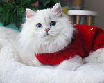 Кошки в Москве: Британский серебристый котик с синими глазами Мальчик, 60 000 руб. - фото 1