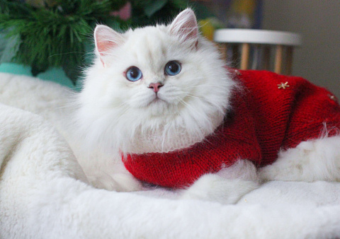Объявление: Британский серебристый котик с синими глазами, 60 000 руб., Москва