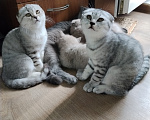 Кошки в Москве: Шотландская вислоухая девочка окраса шиншилла. Девочка, 35 000 руб. - фото 7