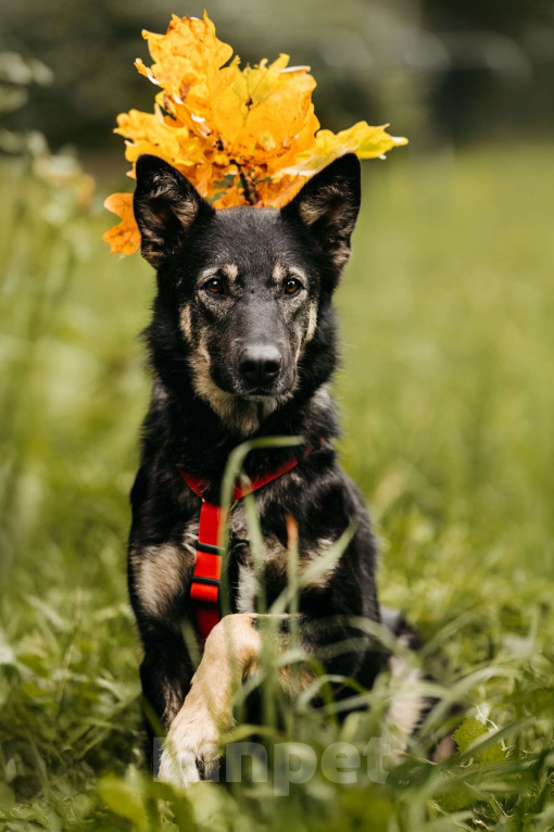 Собаки в Москве: Муза  Девочка, Бесплатно - фото 4