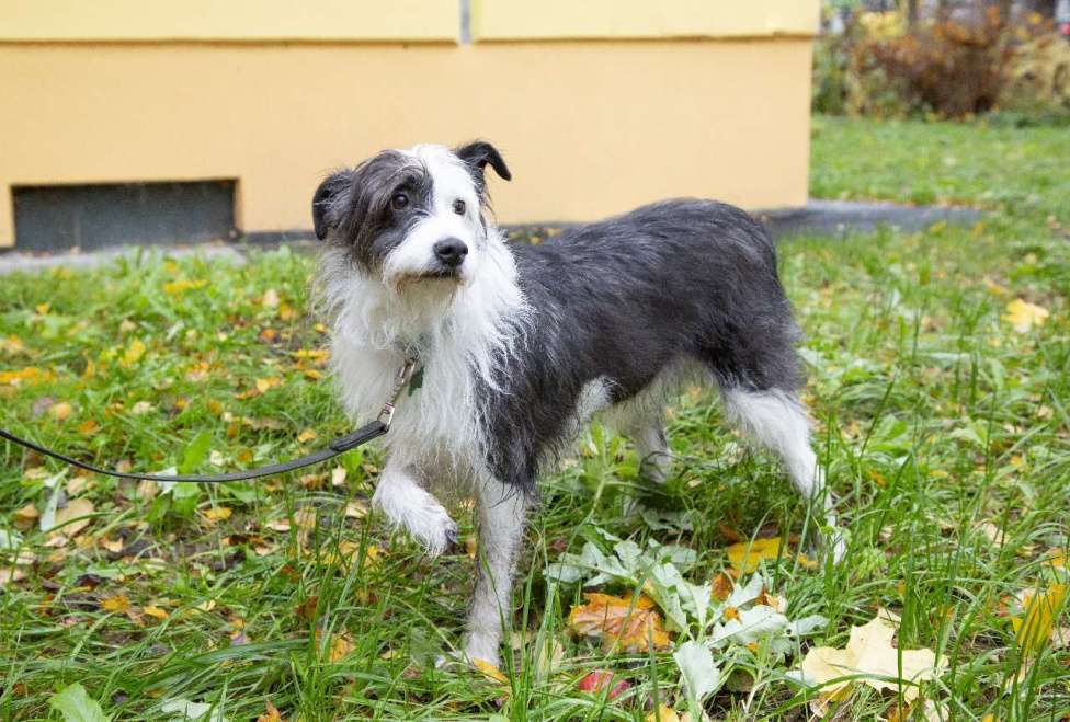 Собаки в Санкт-Петербурге: Собака в добрые руки Девочка, Бесплатно - фото 6