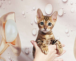 Кошки в Химках: Клубные чистокровные бенгальские котята  Мальчик, 50 000 руб. - фото 1