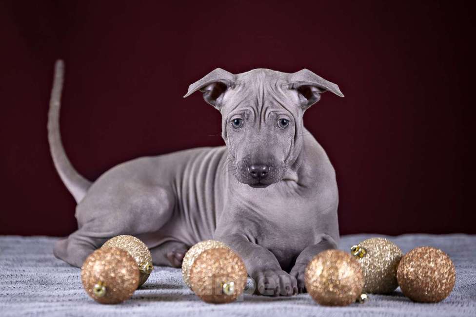 Собаки в других городах Московской области: Щенок Тайского Риджбека Девочка, 100 000 руб. - фото 3