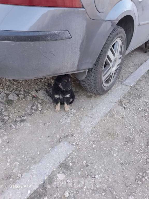 Собаки в Севастополе: Щенки ищут хозяев, хозяина, хозяйку Девочка, Бесплатно - фото 5
