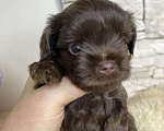 Собаки в Москве: Шоколадный Йорк мальчик Мальчик, Бесплатно - фото 4