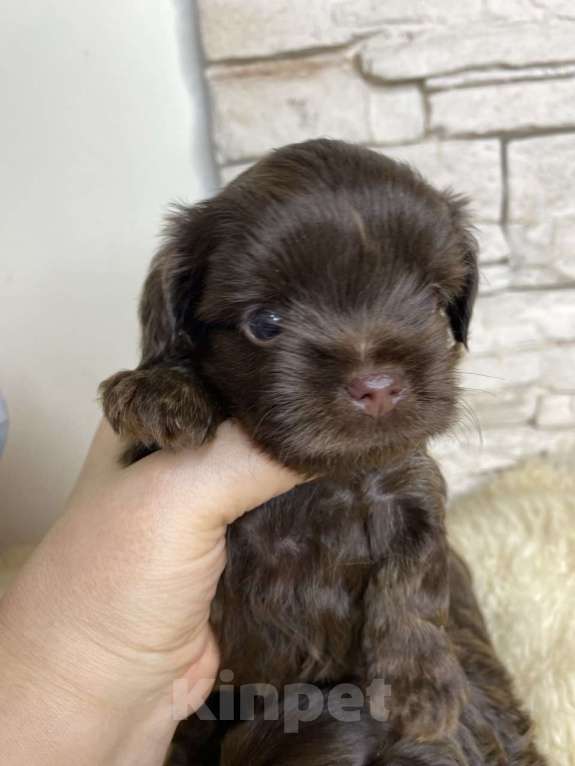 Собаки в Москве: Шоколадный Йорк мальчик Мальчик, Бесплатно - фото 4