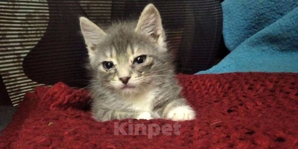 Кошки в Томске: Котёнок в добрые руки Девочка, Бесплатно - фото 1