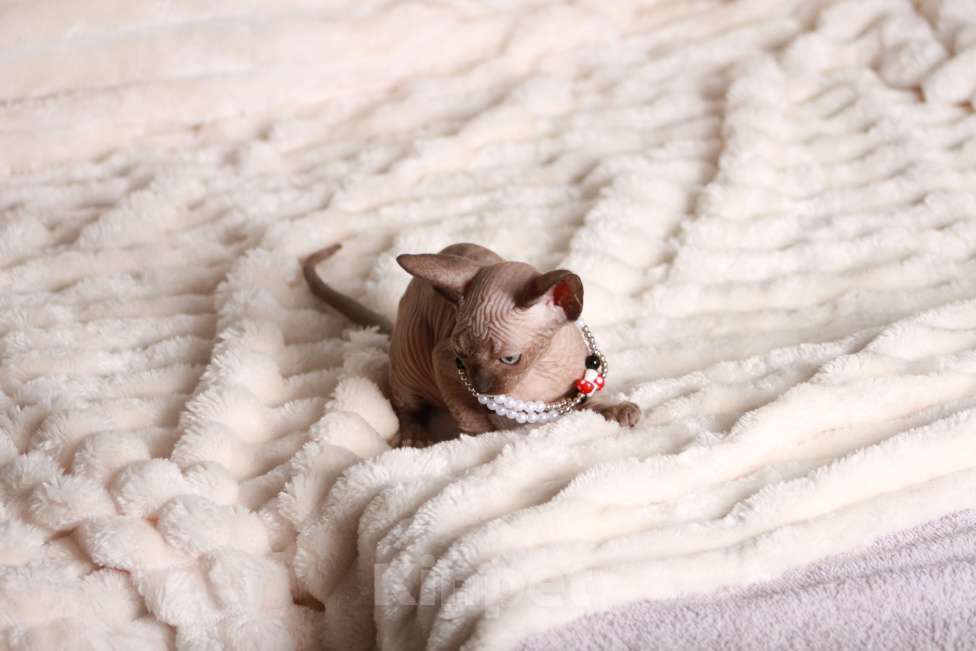 Кошки в других городах Московской области: Продаю котят канадского сфинкса Девочка, 25 000 руб. - фото 5