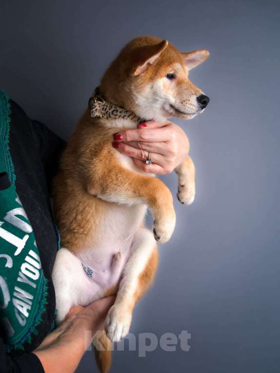 Собаки в Санкт-Петербурге: Малыш Сиба ину Мальчик, 80 000 руб. - фото 8