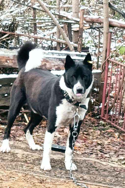 Собаки в Новокузнецке: Лайка Боря ищет хозяина  Мальчик, 1 000 руб. - фото 4