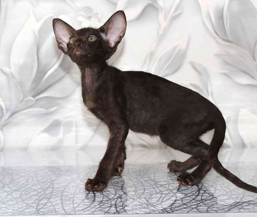 Кошки в Новосибирске: Котёнок Петерболда Девочка, 35 000 руб. - фото 3