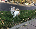 Собаки в Краснодаре: Чихуахуа вязка, 2 000 руб. - фото 3