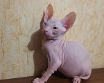 Кошки в Нальчике: Котёнок, 6 500 руб. - фото 4