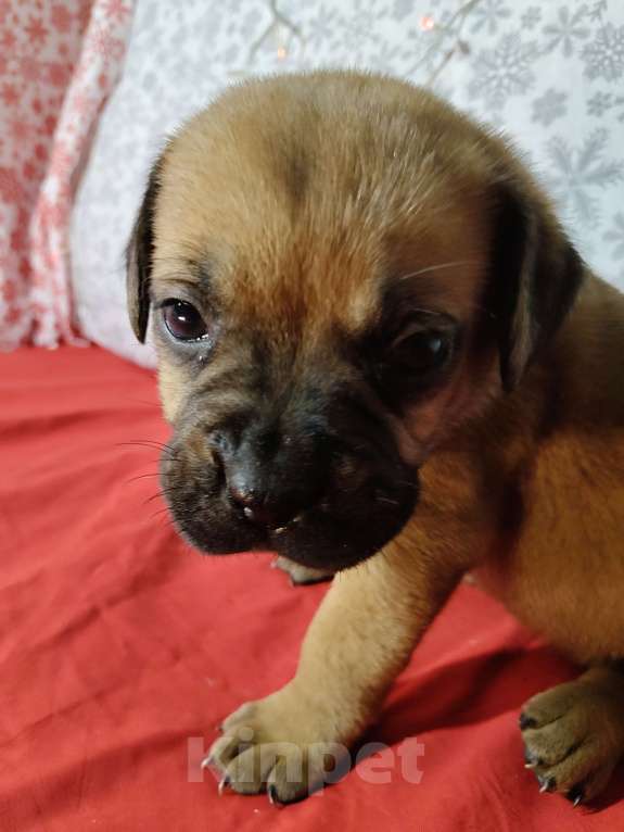 Собаки в других городах Краснодарского края: Кане-Корсо, щенок Девочка, 20 000 руб. - фото 6