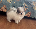 Собаки в Санкт-Петербурге: Эксклюзивный мальчик померанского шпица, Морис  Мальчик, 40 000 руб. - фото 2