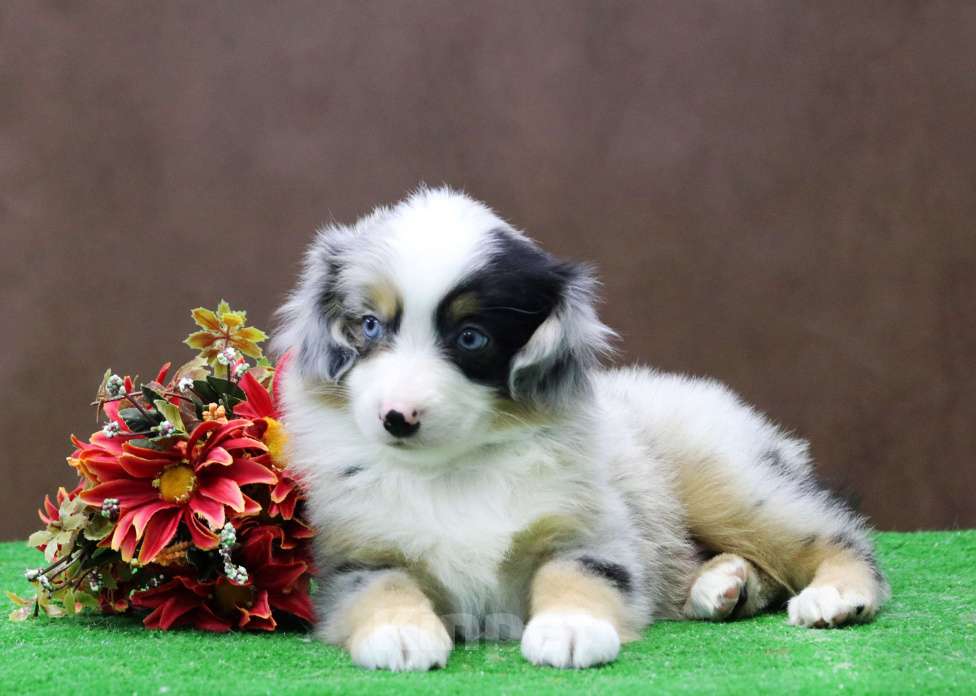 Собаки в Москве: Мини аусси шикарный мальчик Мальчик, 120 000 руб. - фото 6