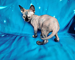 Кошки в Королеве: Очаровательная кошечка- канадский сфинкс Девочка, 30 000 руб. - фото 2