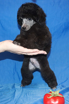 Объявление: Пуделя щенок миниатюрный сеый мальчик, 120 000 руб., Долгопрудный