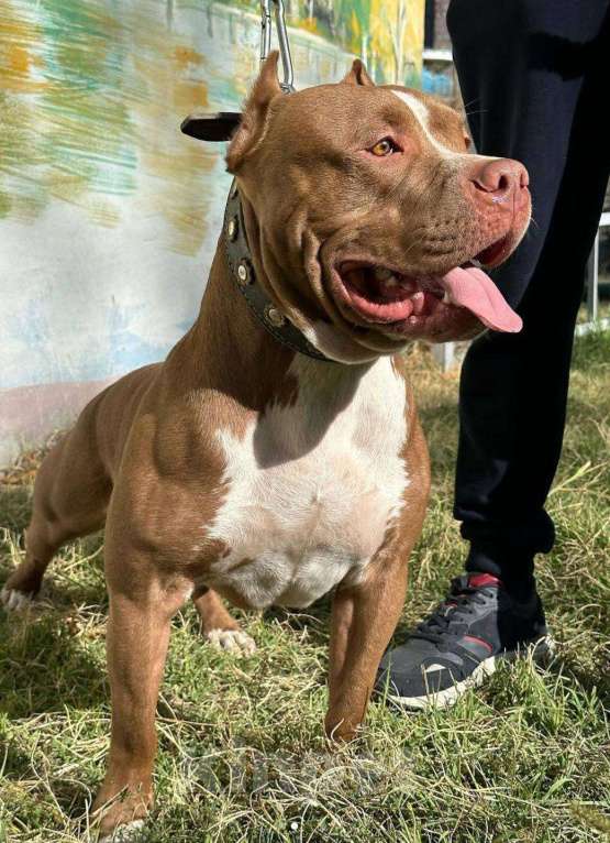 Собаки в Москве: Американский Булли XL Мальчик, 350 000 руб. - фото 4