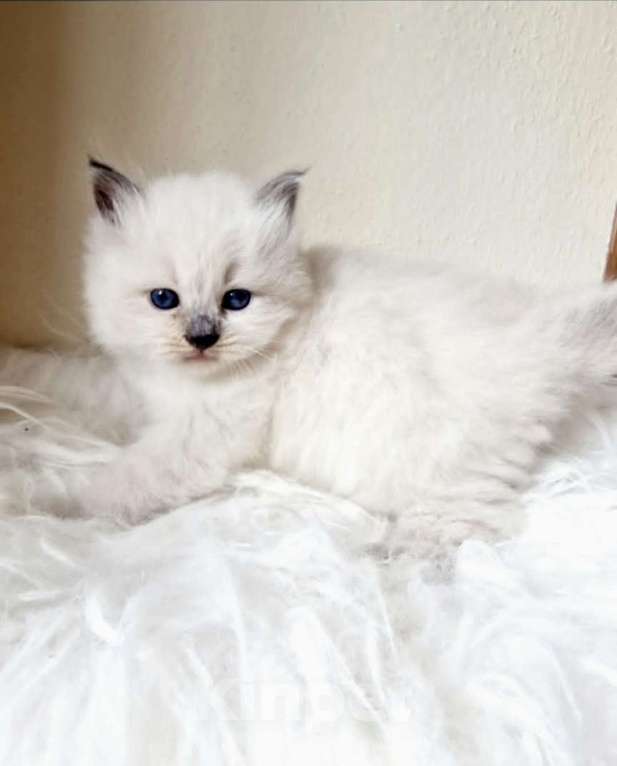 Кошки в Москве: Рэгдолл кошечка Девочка, 80 000 руб. - фото 2