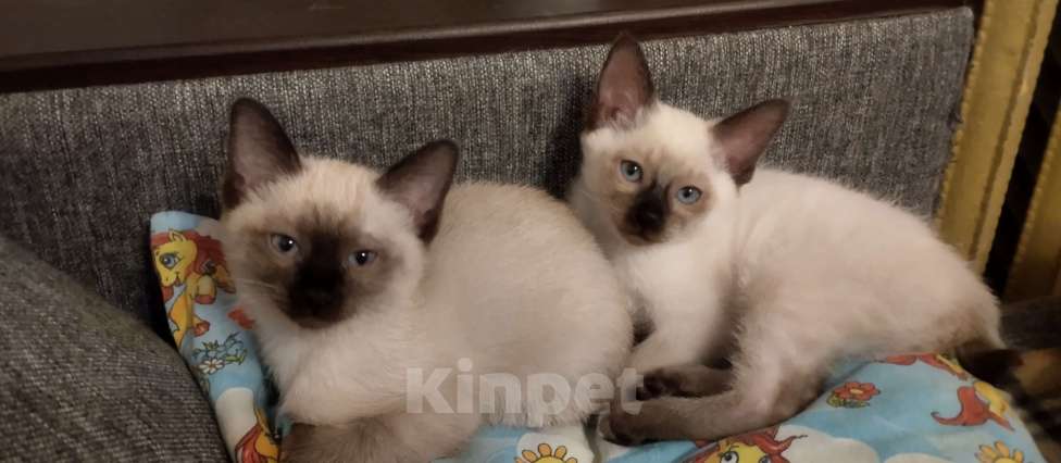 Кошки в других городах Московской области: Девочка Девочка, 16 000 руб. - фото 1