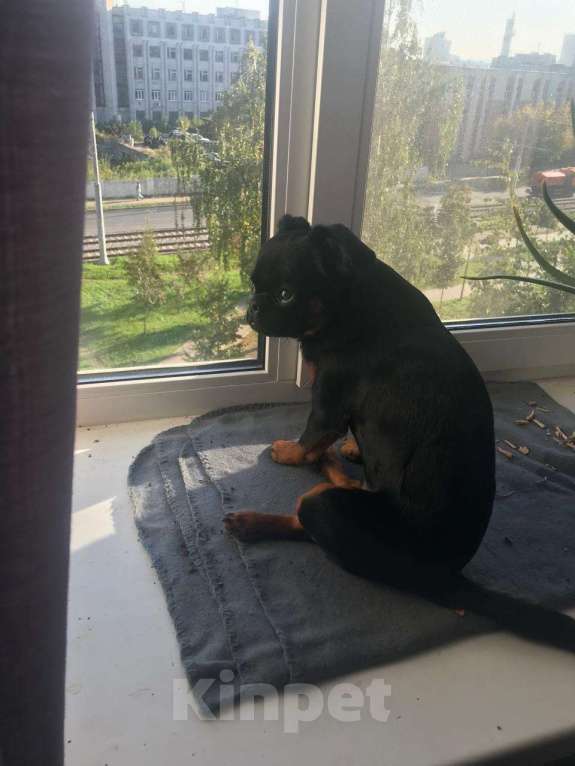 Собаки в Нижнем Новгороде: Потерялся щенок Арчи 21.09 в районе Мешерки Мальчик, Бесплатно - фото 3