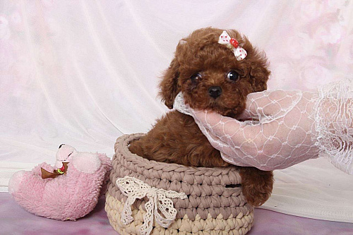 Тикап Тедди пудель