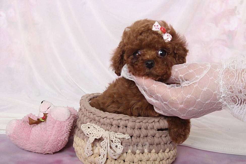 Собаки в Москве: Тикап Тедди пудель Девочка, Бесплатно - фото 1