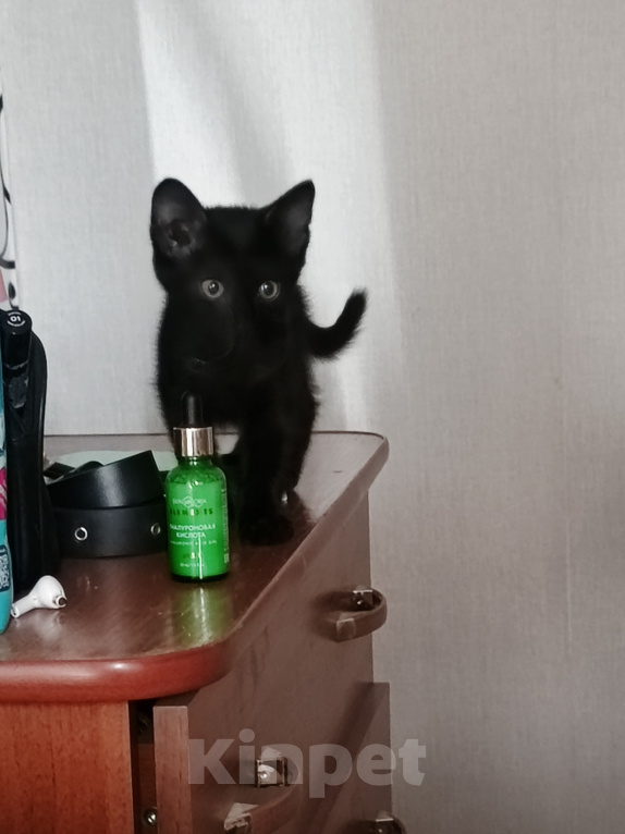 Кошки в Красноярске: Котенок 3 мес. Мальчик, Бесплатно - фото 2