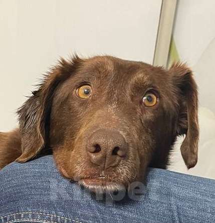 Собаки в Москве: Каштанка ищет дом или передержку Девочка, Бесплатно - фото 1