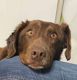 Каштанка ищет дом или передержку