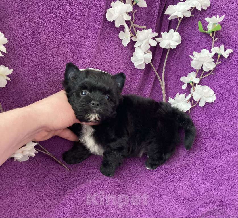 Собаки в Москве: Чёрный йорк мальчик бэби фейс Мальчик, 80 000 руб. - фото 7
