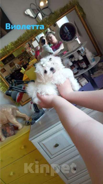 Собаки в Липецке: мальтезе Мальчик, Бесплатно - фото 4