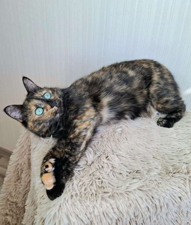 Кошки в Москве: Амели будет на выставке-пристройстве в Москве Девочка, Бесплатно - фото 5