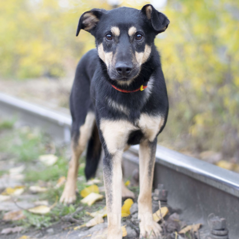 Собаки в Москве: Блэк Мальчик, Бесплатно - фото 2