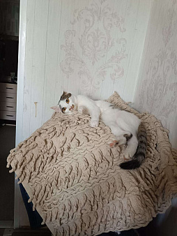 Объявление: Потерялась кошка по кличке Ириска, 1 год , , Бесплатно, Тольятти